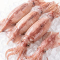 Fresh Squid